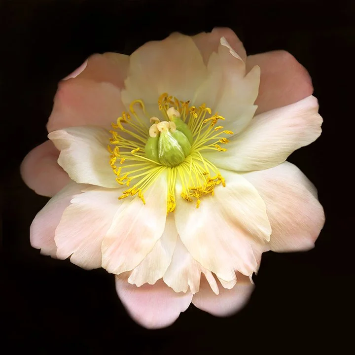 Peony.XXV