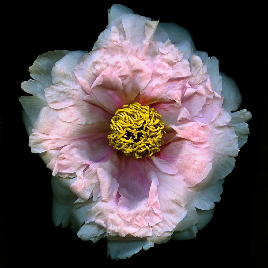 Pink Tree Peony.VII