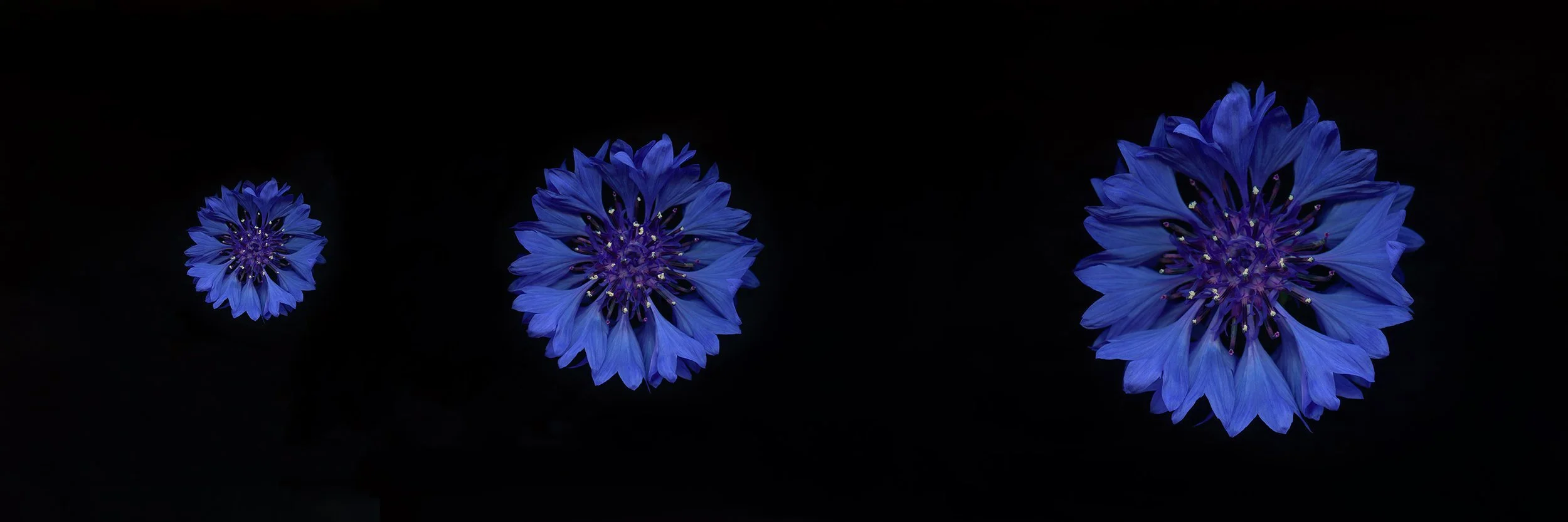 Batchelor's button.I