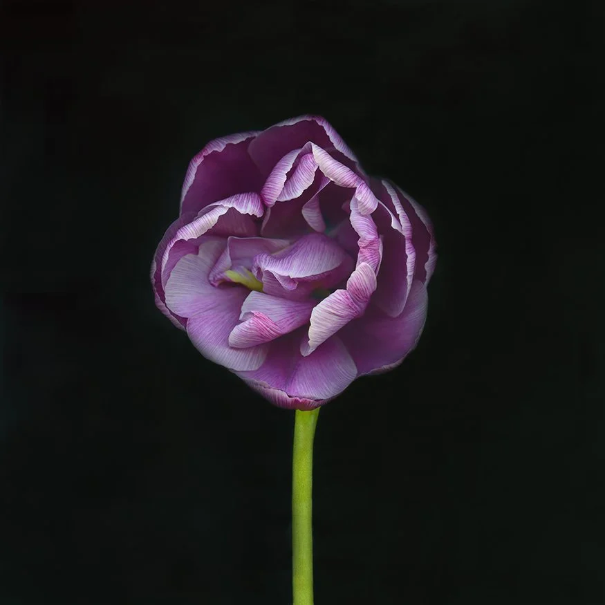 Tulip.XXXVII