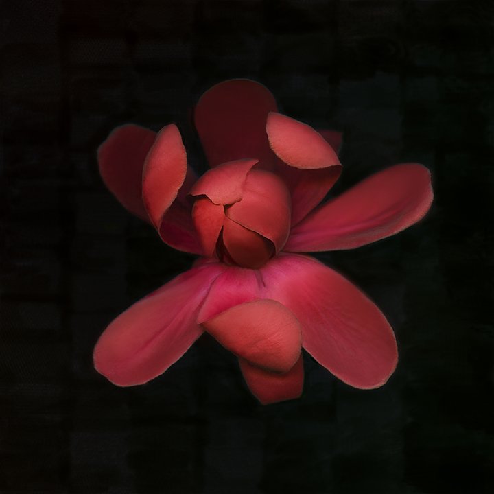 Aphrodite Sweetbush.XXIX
