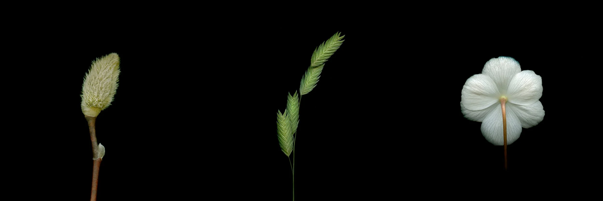 Magnolia bud / Northern sea oats / Mayapple.I