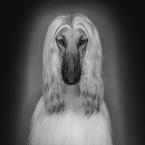 Summer.I / Afghan Hound 2005