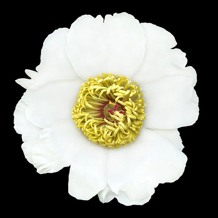 White Peony.I
