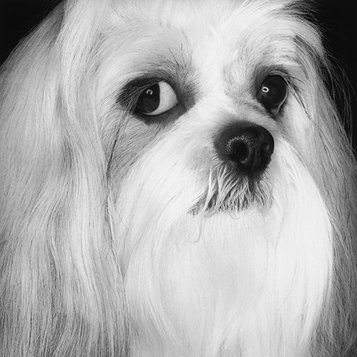 Ewee I / Lhasa Apso 2001