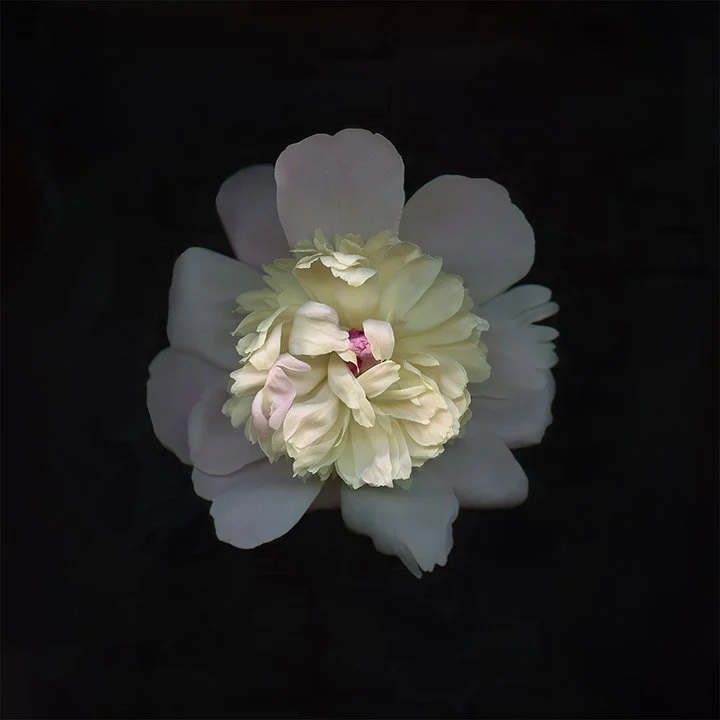 Chinese Peony.VII