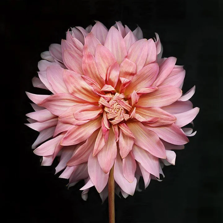 Dahlia.XVII