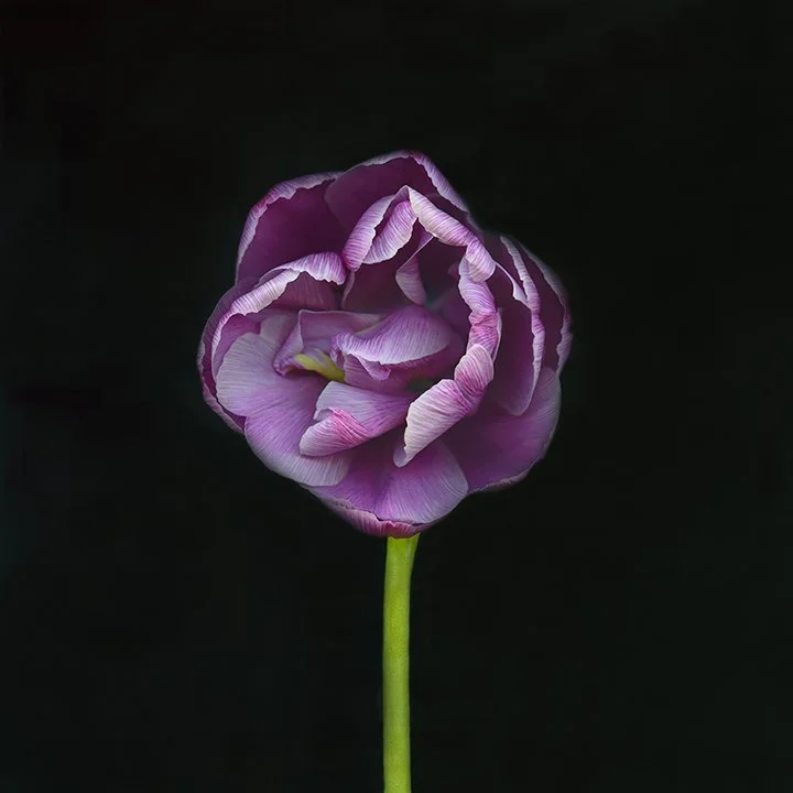 Tulip.XXXVII