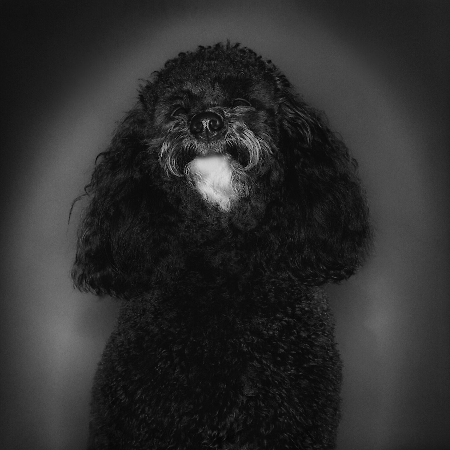 James.I / Poodle 2004