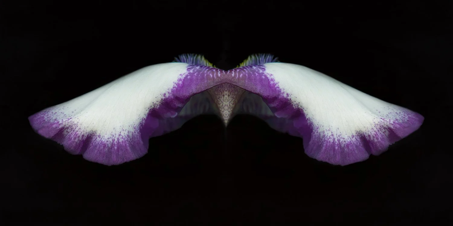 Bearded iris.II