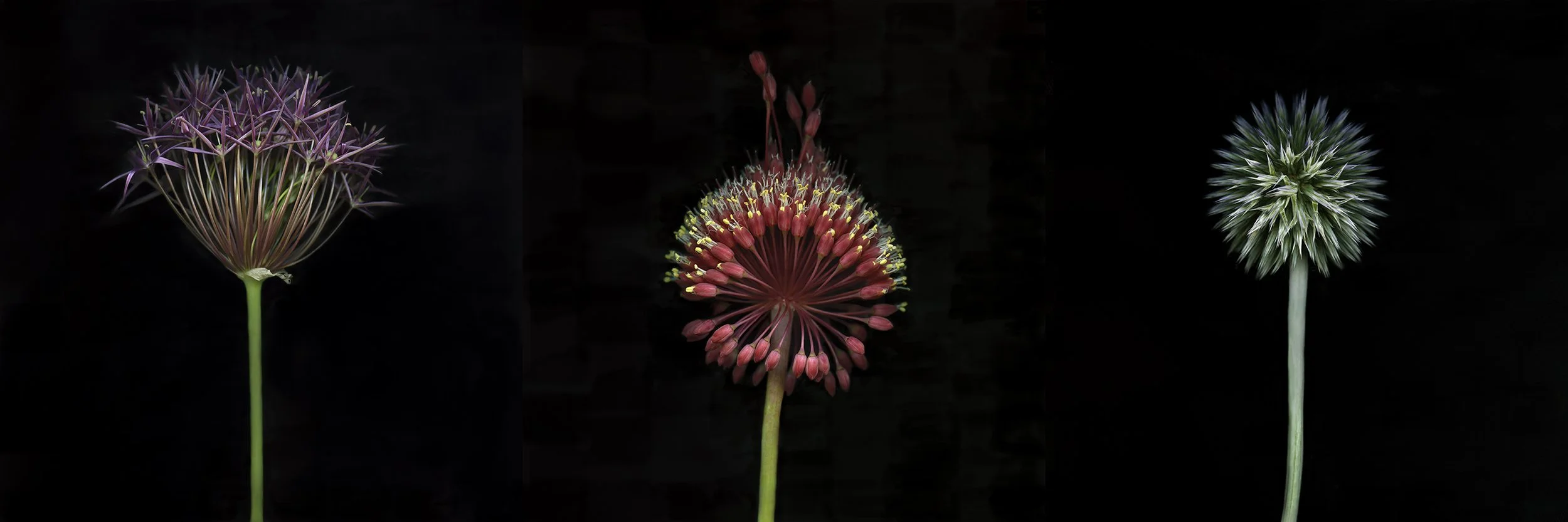 Star of Persia / Red mohican allium / Southern globethistle.I