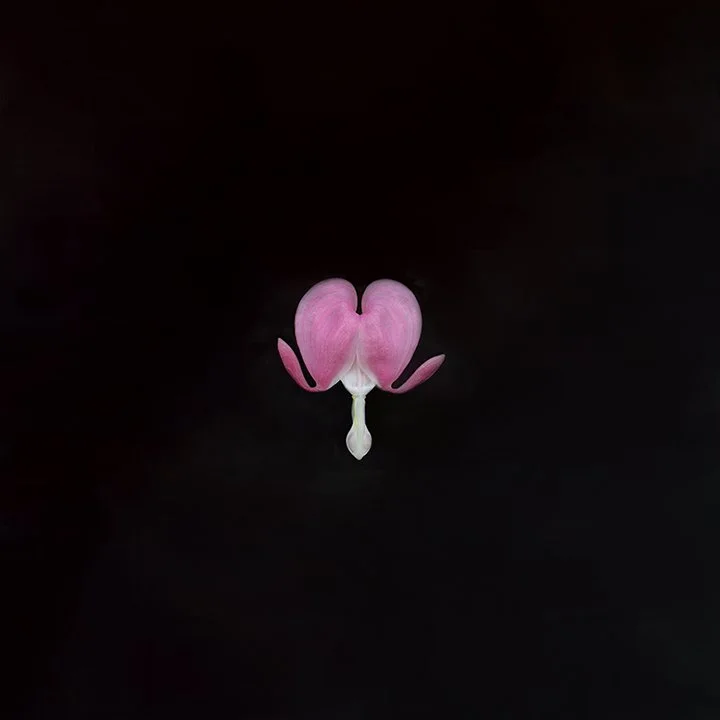 Bleeding Heart.I