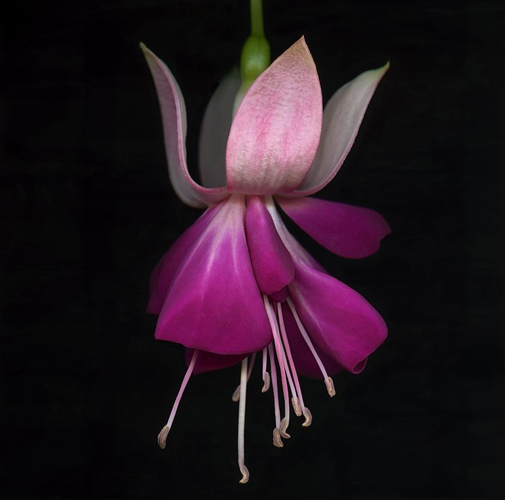 Fuchsia.VI