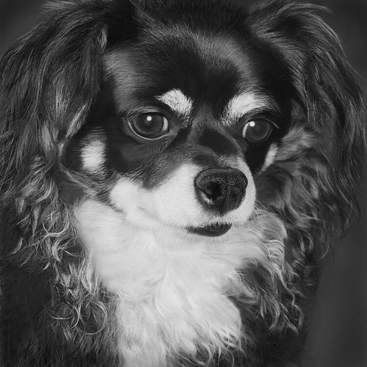 Reno.I / Chihuahua 2019