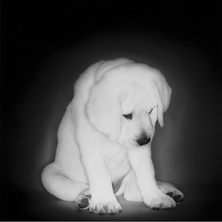 Georgia Peach.II / Labrador Retriever 2002