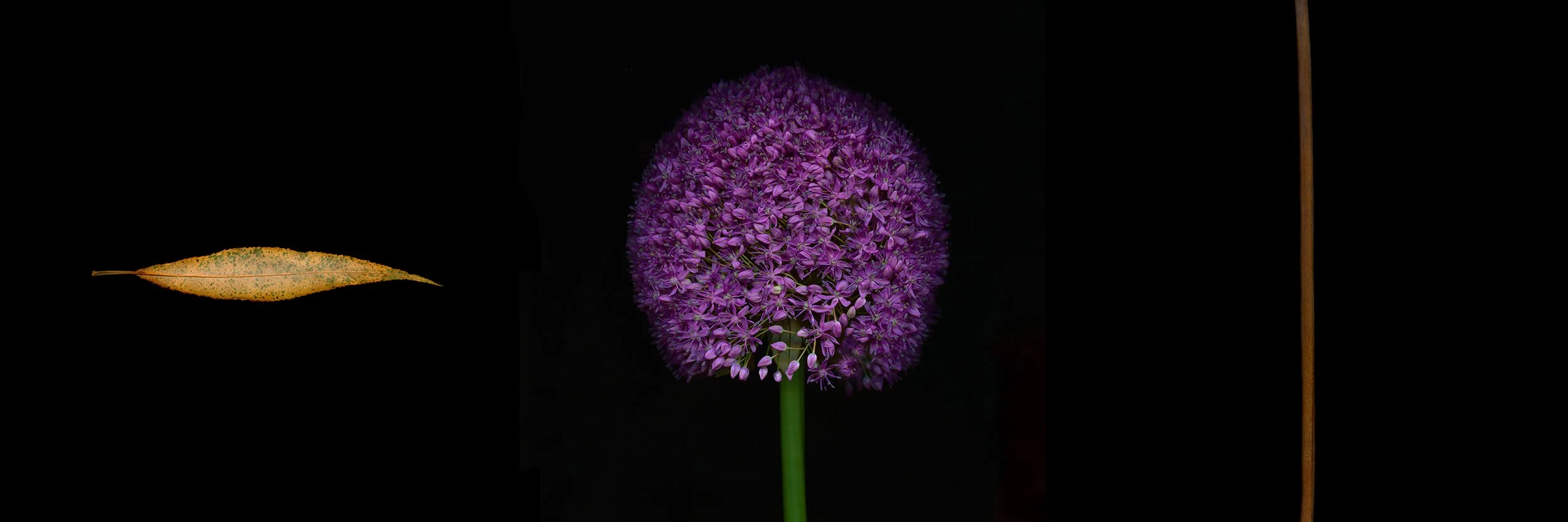 Almond willow / Giant allium / Stick.I