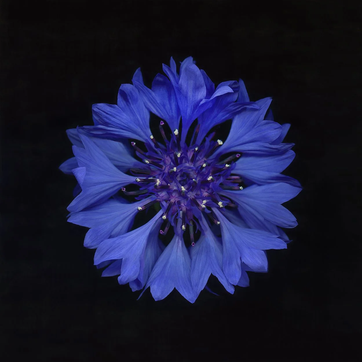Batchelor's Button.III