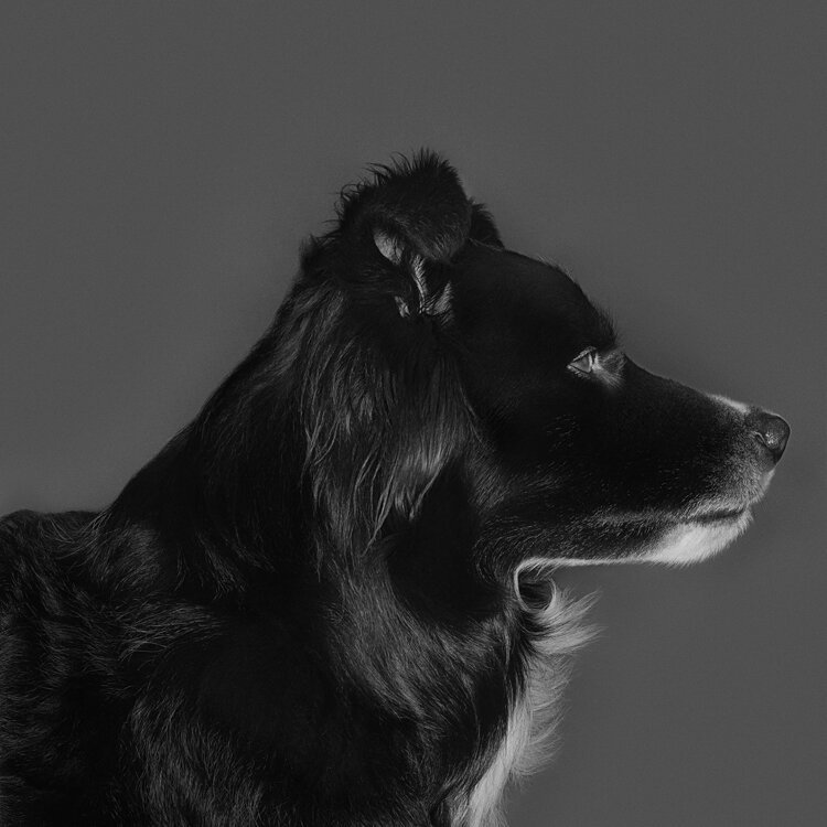 Alfie.I / Border Collie 2018