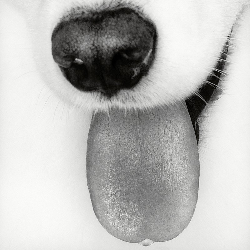 Buckley.I / Samoyed 2001