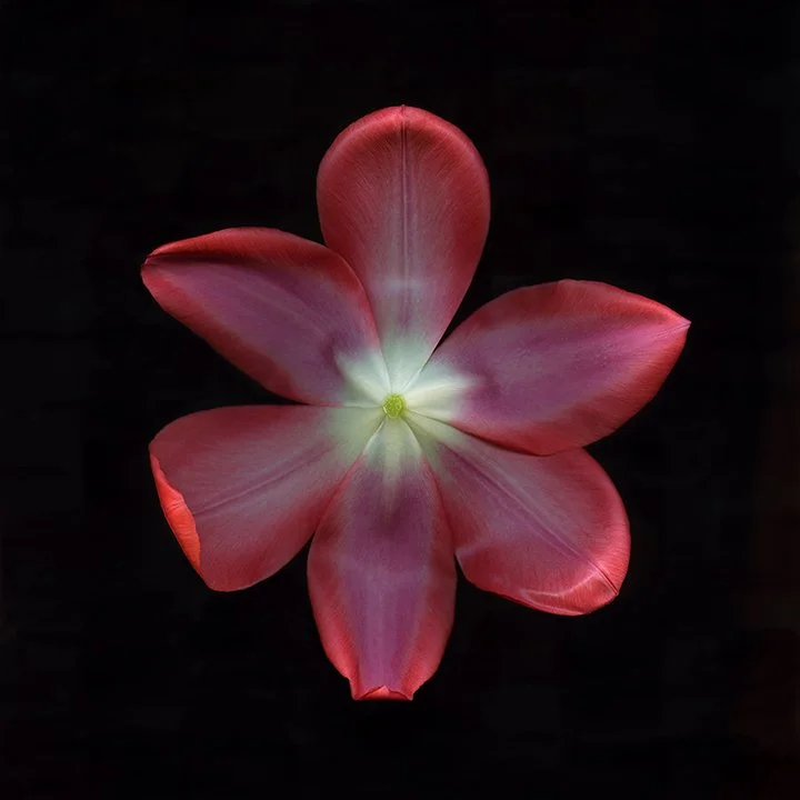 Tulip Red.I