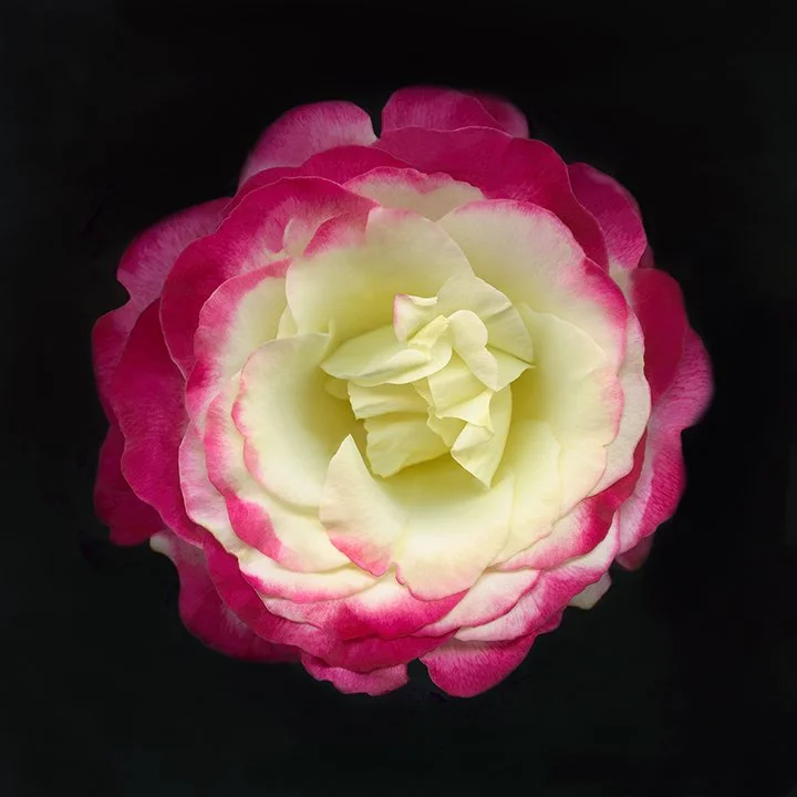 Tea Rose.I
