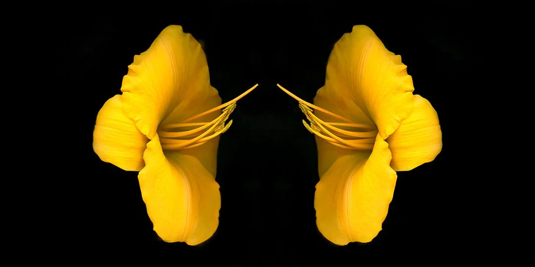 Daylily.II