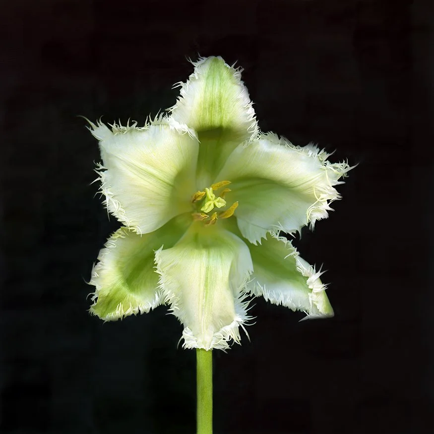 Tulip.XXXIX