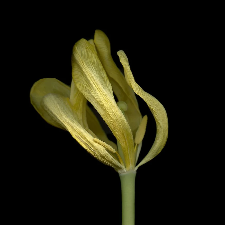 Tulip.I