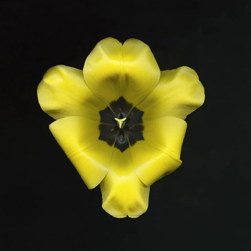 Yellow Tulip.II