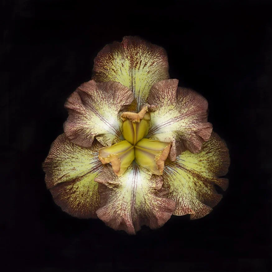 Bearded Iris.I