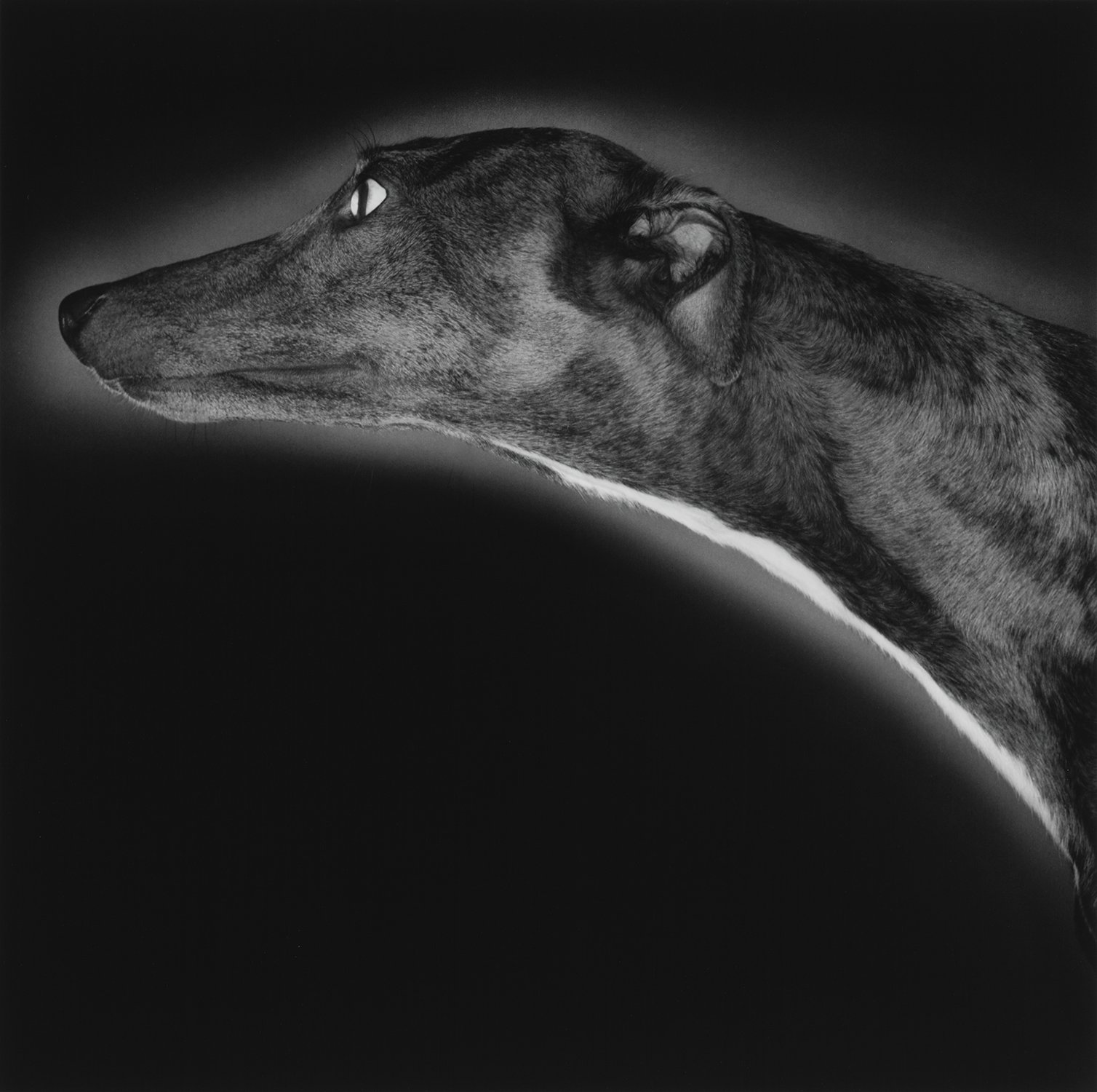 Miss Hiss.I / Greyhound 2001