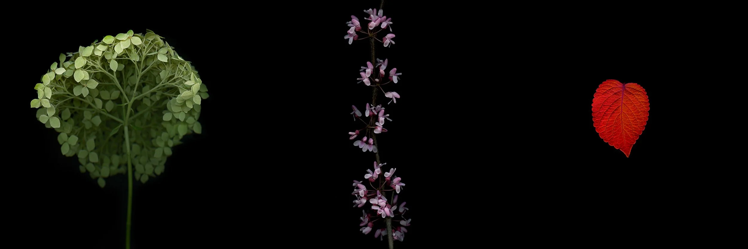 Smooth hydrangea / Eastern red bud / Coleus.I