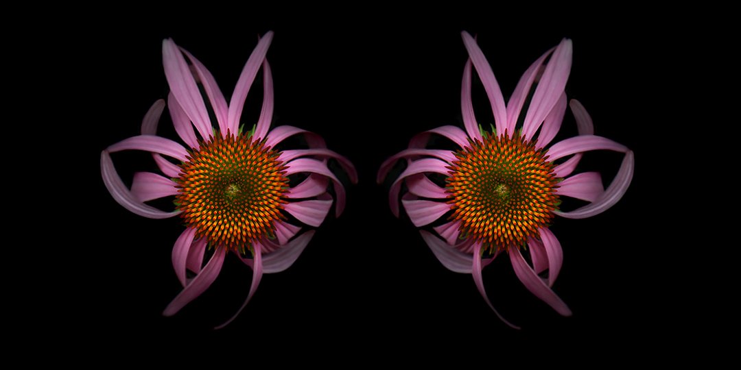 Purple Coneflower.I