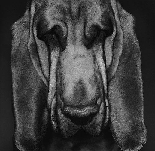 Walker.I / Bloodhound 2000