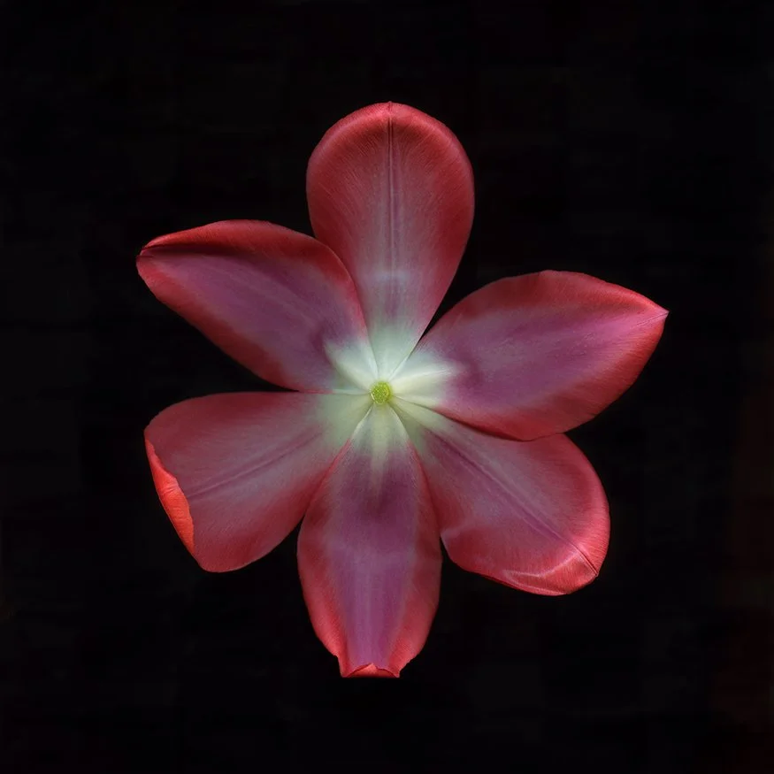 Tulip Red.I