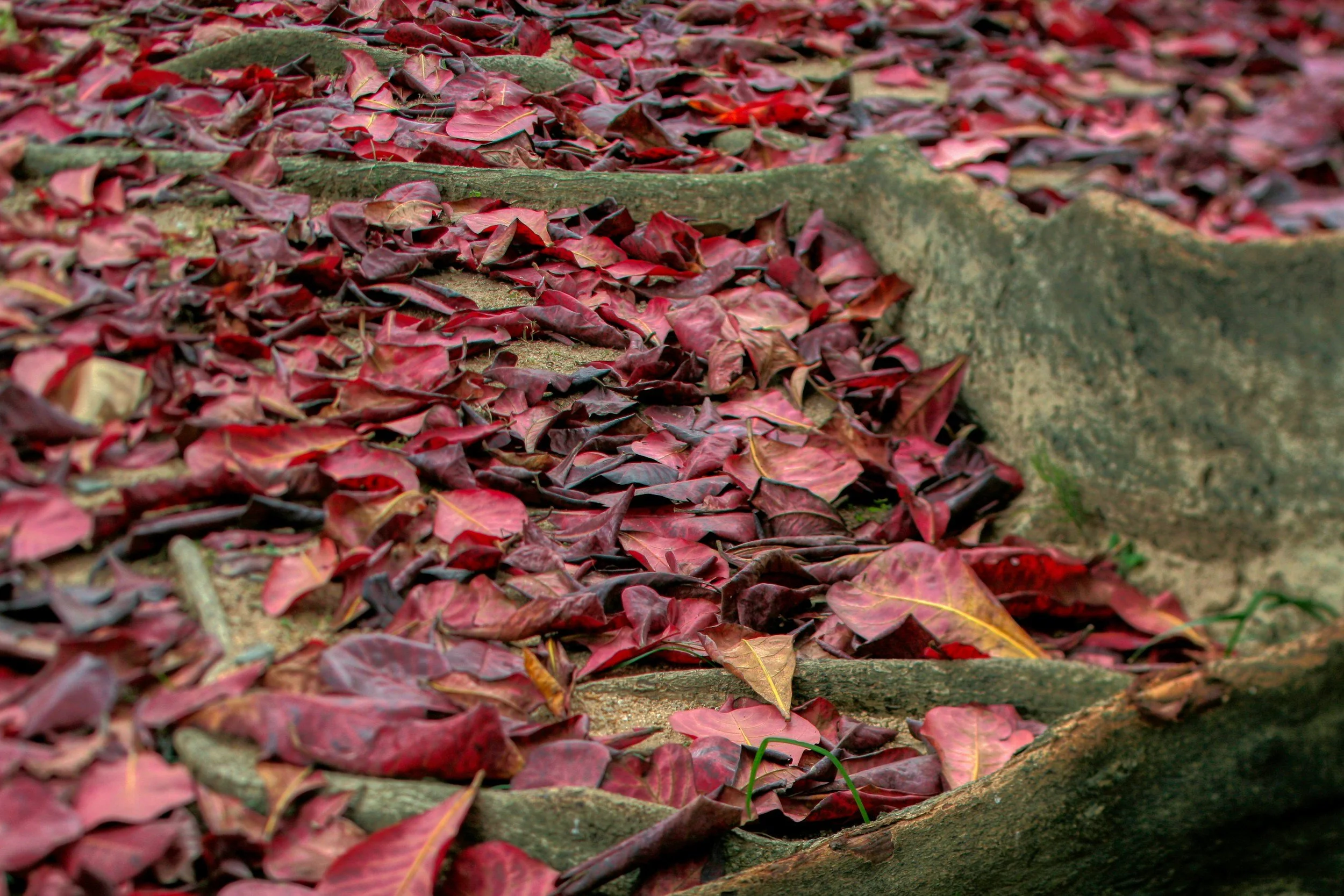 Root Chakra Grounding: Essential for Empaths and Anxious Pets