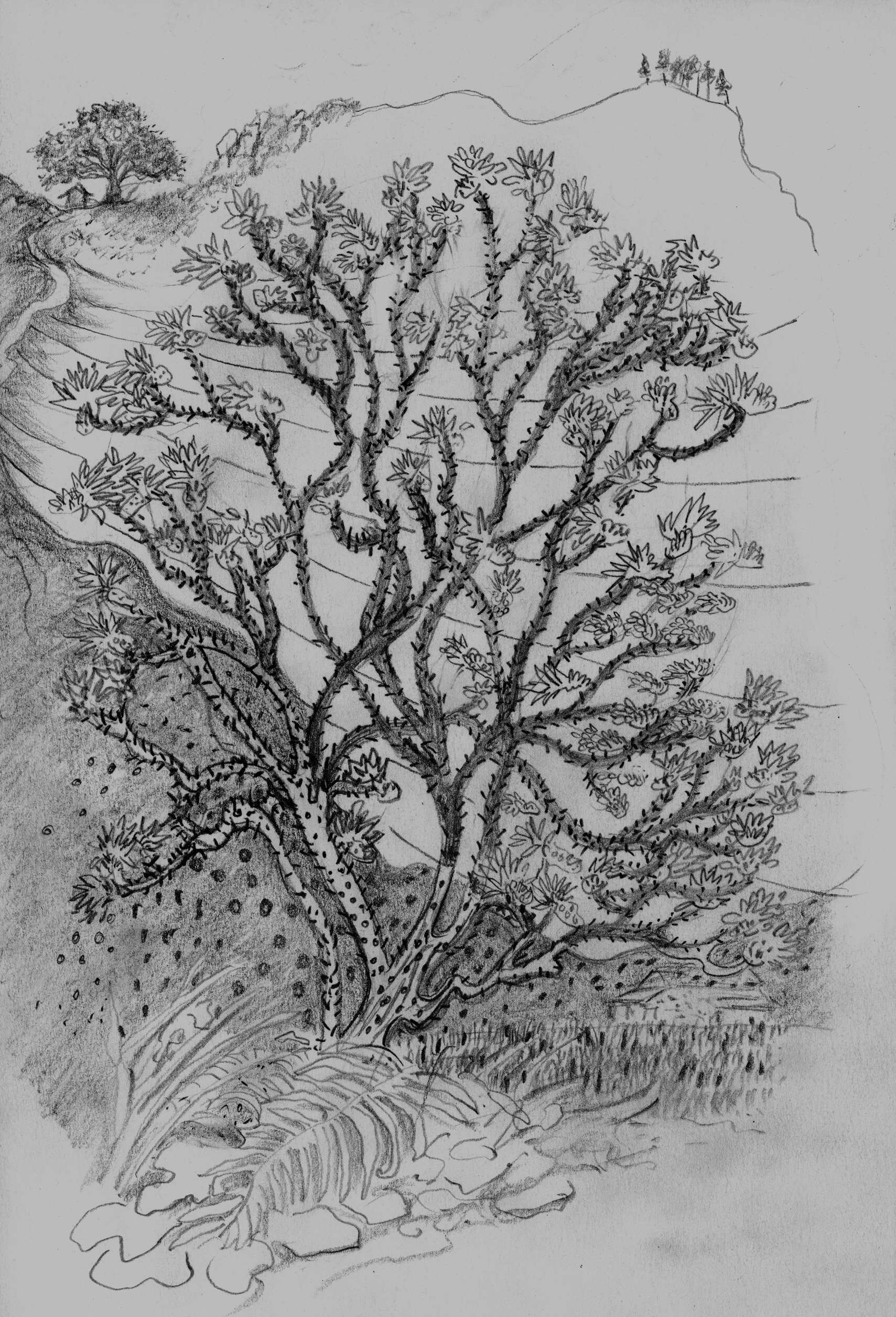   Bandipur Nepal Simla Tree  2017 Pencil on paper 8x5 inches 