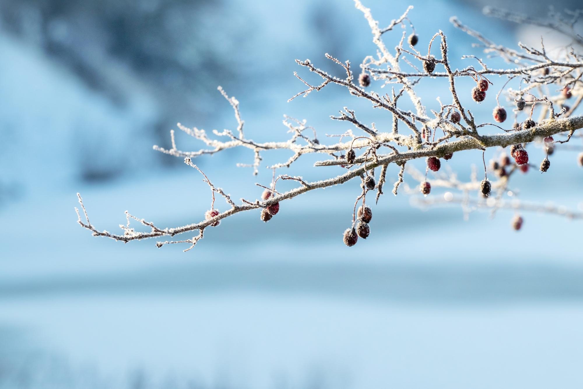 winterbranch.jpg