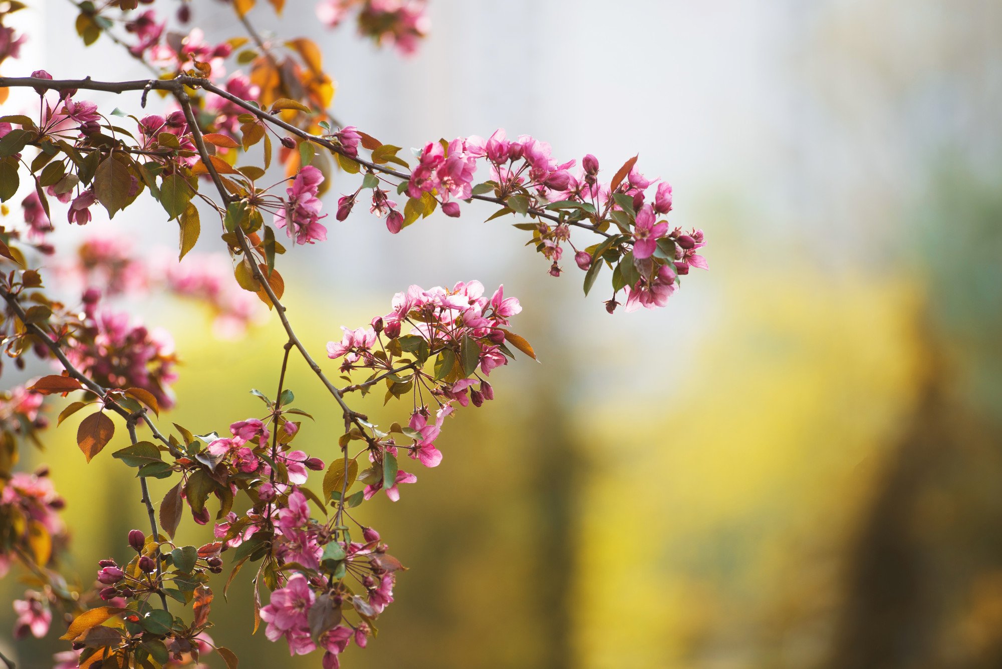 azaleas.jpg
