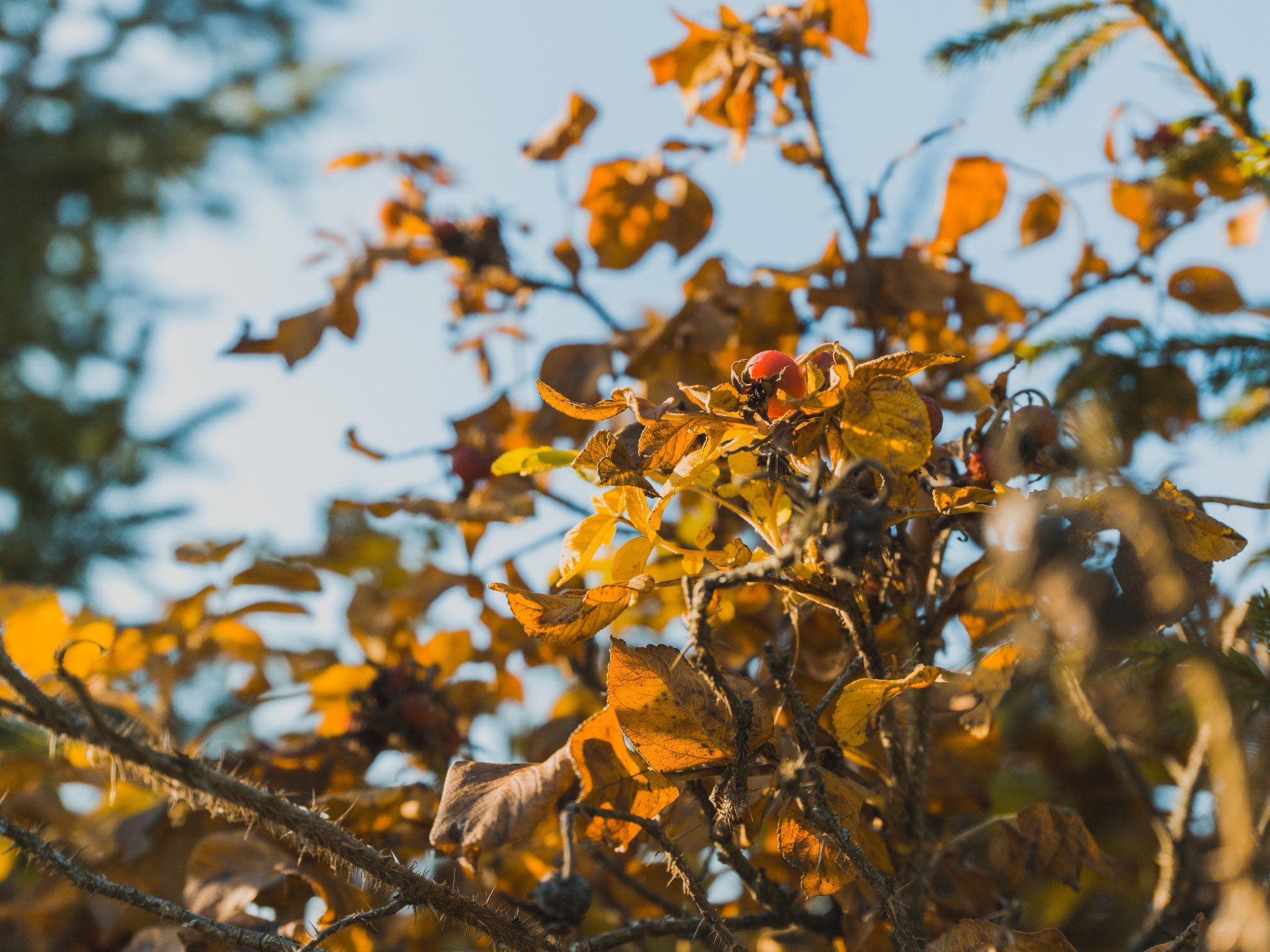 autumnbranch.jpg