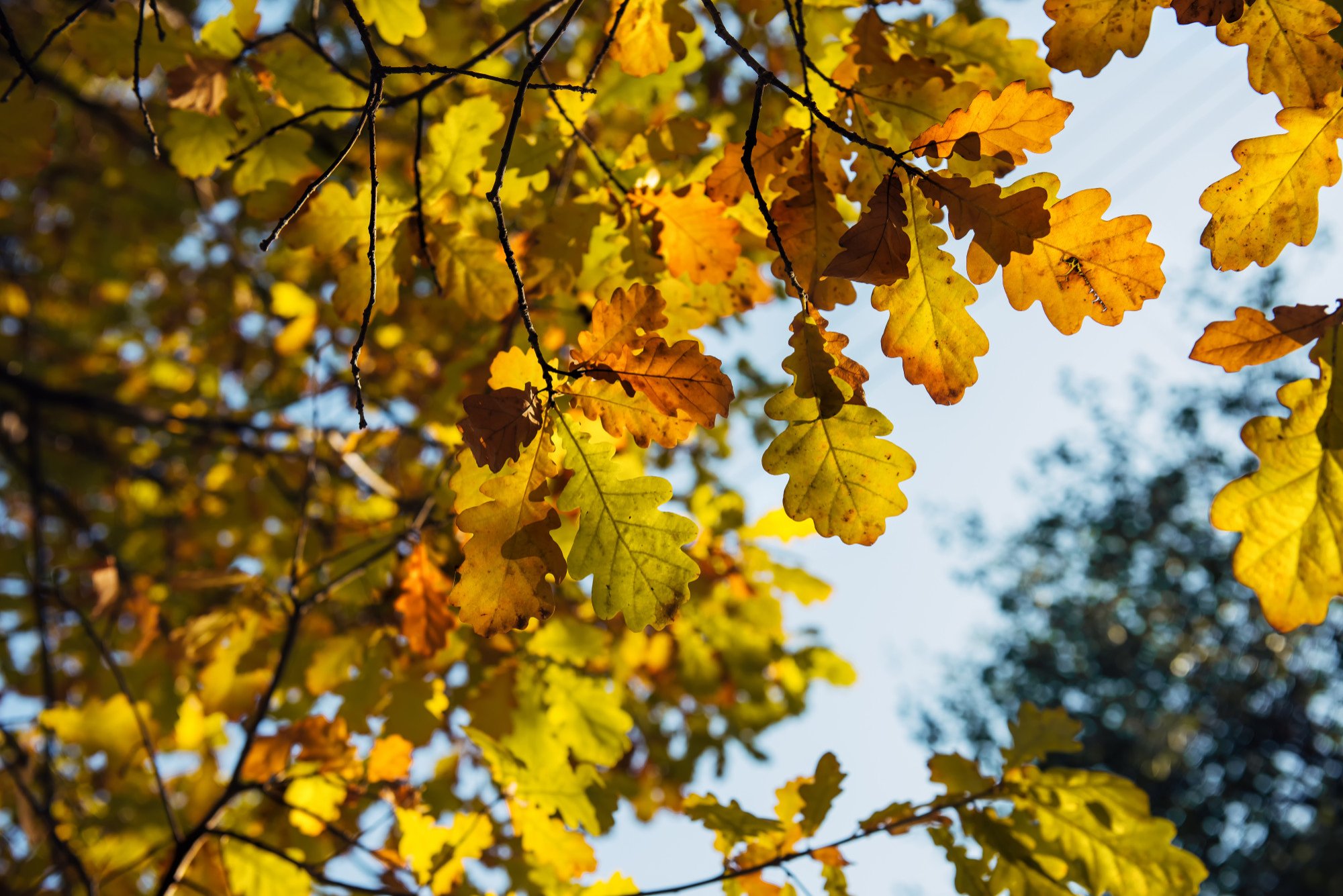 autumnbranch2.jpg