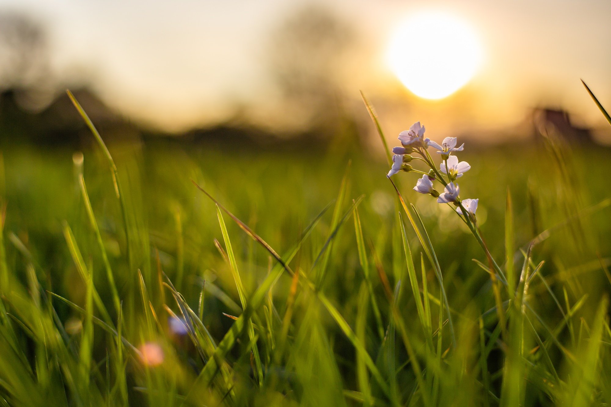 grass.jpg