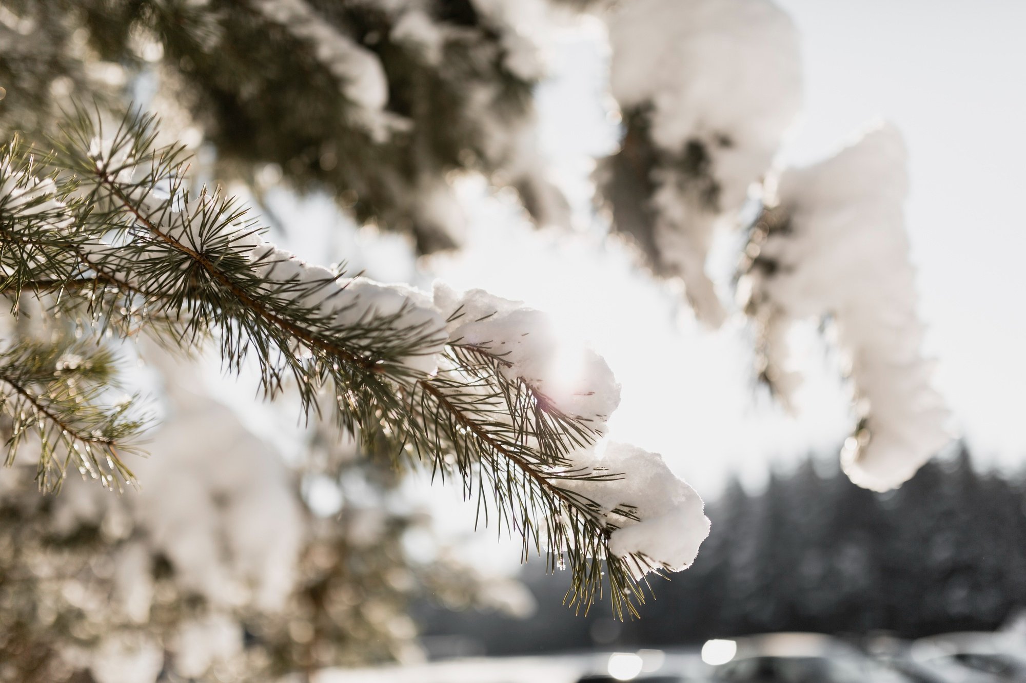 winterbranch2.jpg