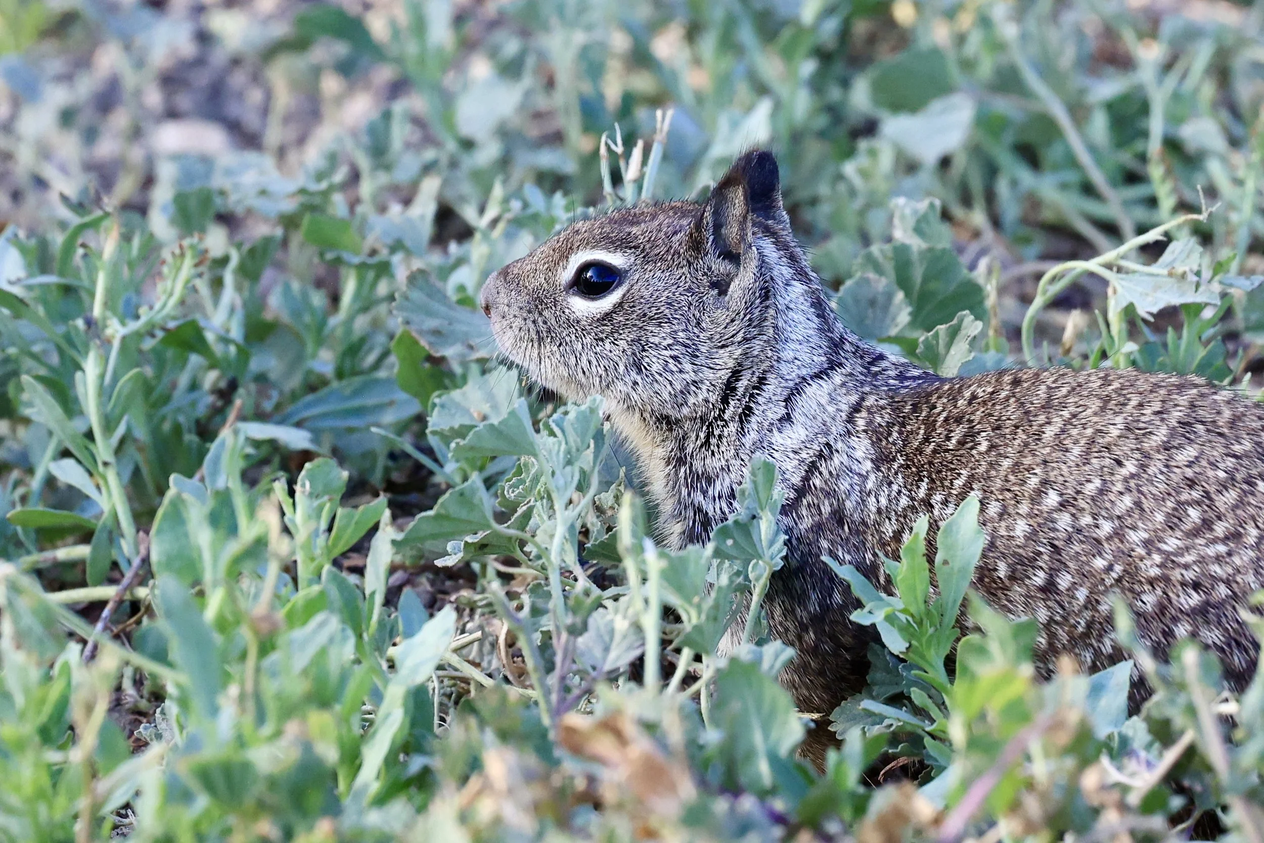 R6046248.jpg