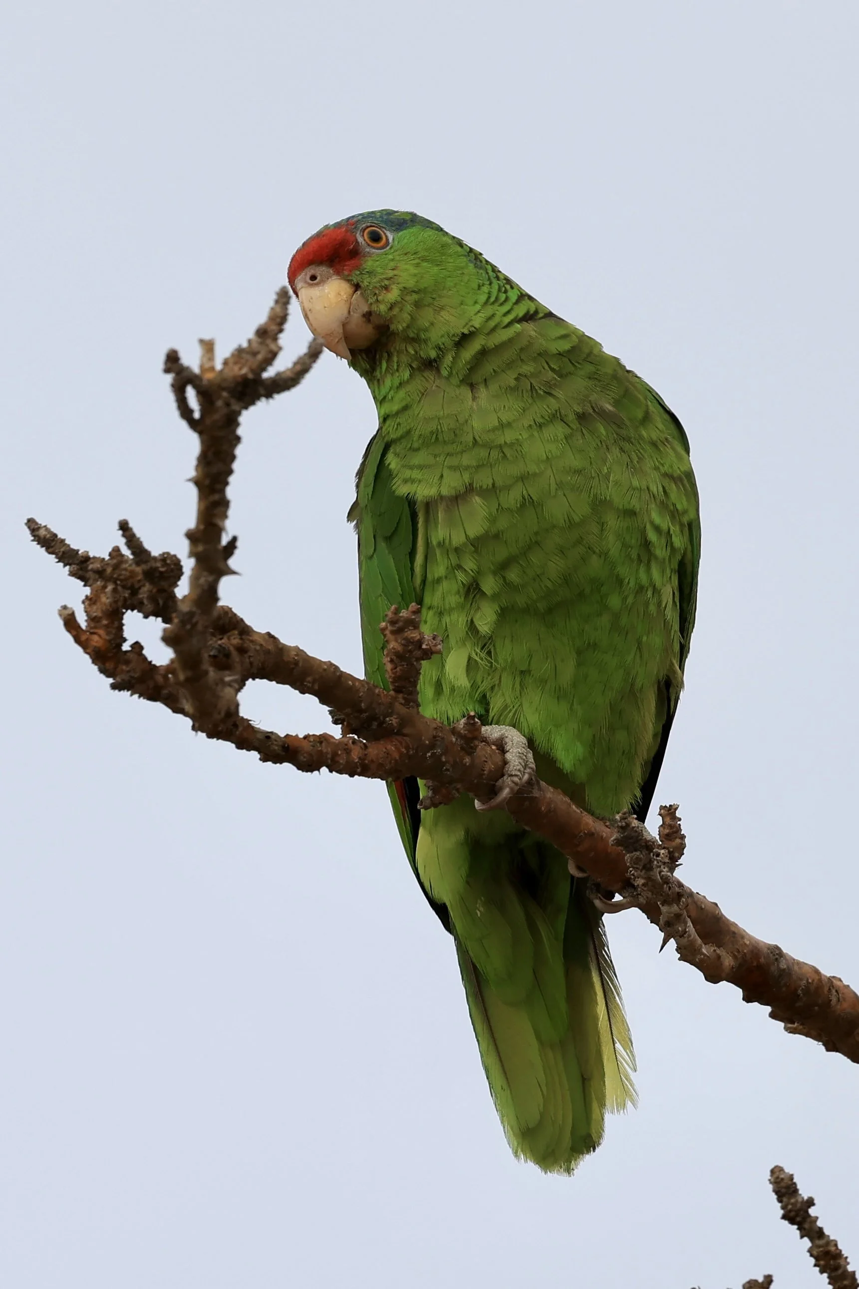 R6045162.jpg