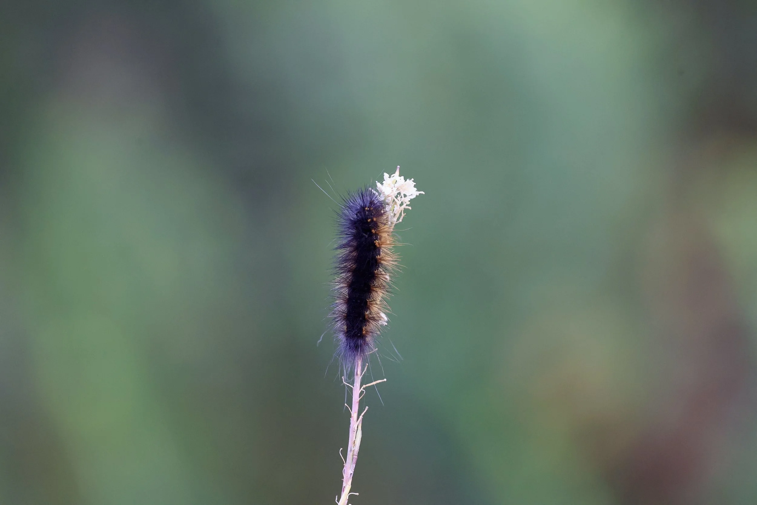 R6047157.jpg