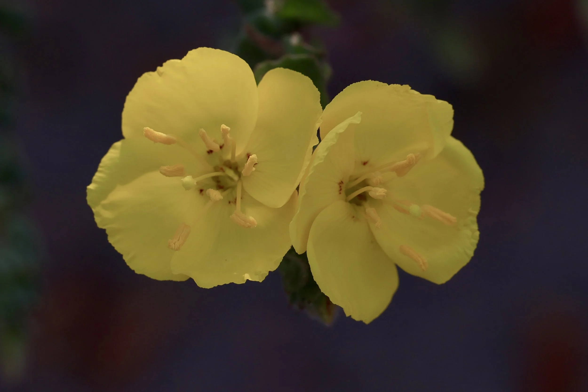 R6044868.jpg