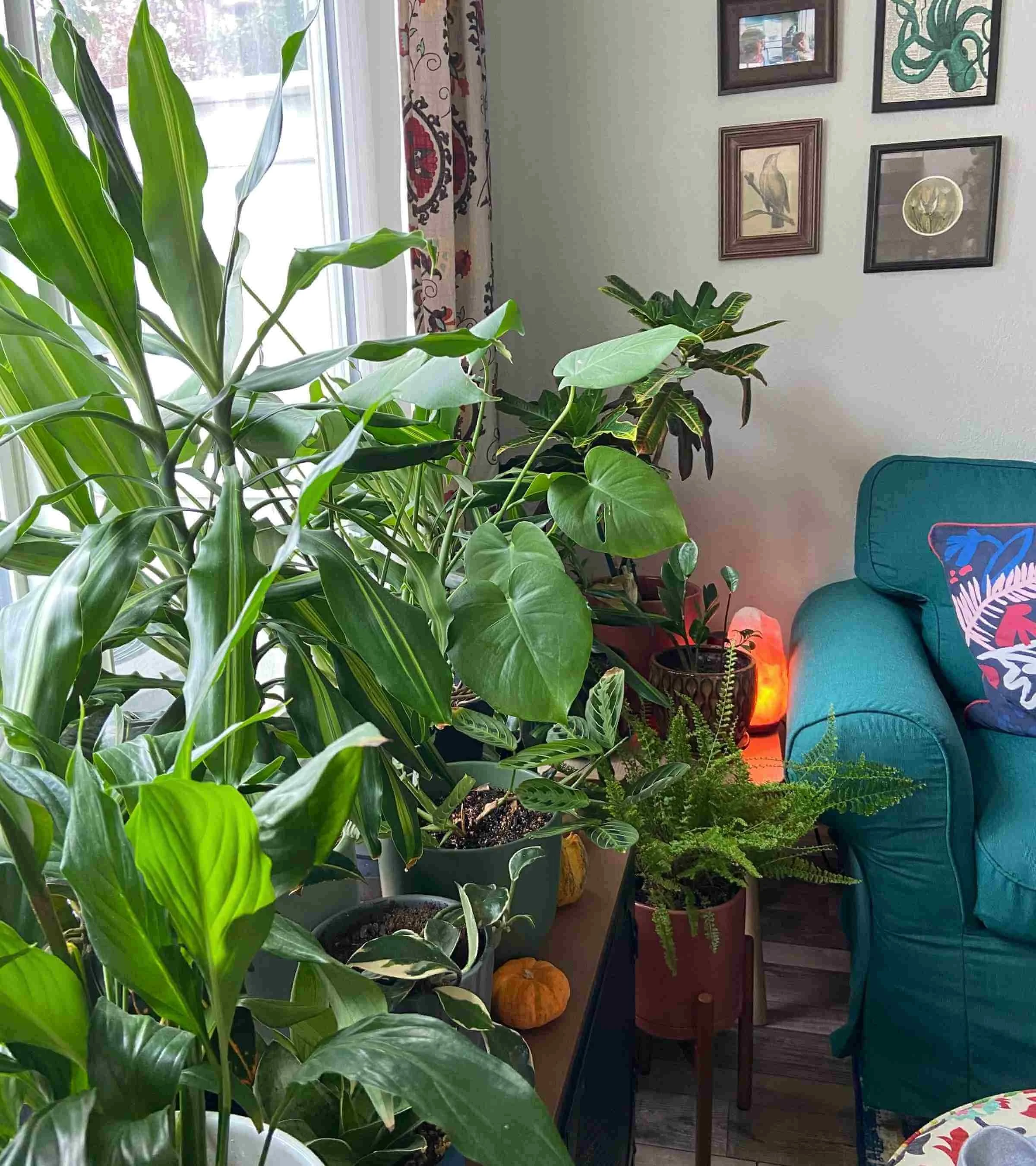 How To Become A Plant Mom And Grow Indoor Plants