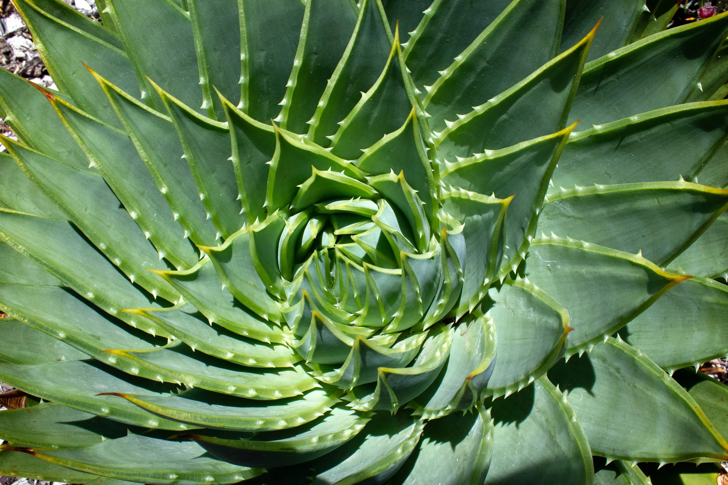 Close-up of a green succulent plant with many pointed, spiky leaves arranged in a rosette pattern.