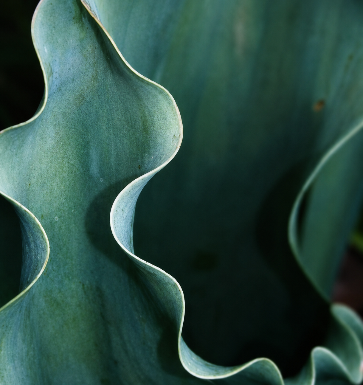 Close-up of large green succulent plant with wavy, ruffled leaves.